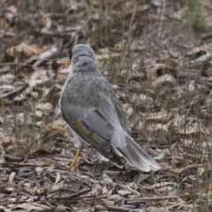 Manorina melanocephala at Forde, ACT - 22 Feb 2019 10:12 AM