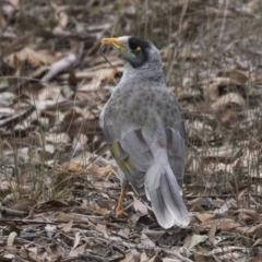 Manorina melanocephala at Forde, ACT - 22 Feb 2019 10:12 AM