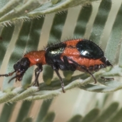 Dicranolaius bellulus (Red and Blue Pollen Beetle) at Forde, ACT - 21 Feb 2019 by Alison Milton
