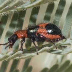 Dicranolaius cinctus (Notched-leg Red & Blue Flower Beetle) at Forde, ACT - 22 Feb 2019 by AlisonMilton