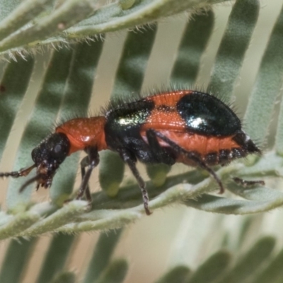 Dicranolaius cinctus (Notched-leg Red & Blue Flower Beetle) at Forde, ACT - 22 Feb 2019 by AlisonMilton