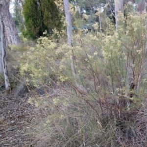 Cassinia quinquefaria at Kambah, ACT - 21 Feb 2019 10:17 AM