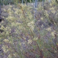 Cassinia quinquefaria at Kambah, ACT - 21 Feb 2019 10:17 AM