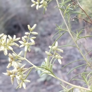 Cassinia quinquefaria at Kambah, ACT - 21 Feb 2019