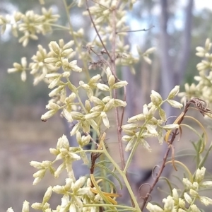 Cassinia quinquefaria at Kambah, ACT - 21 Feb 2019 10:17 AM