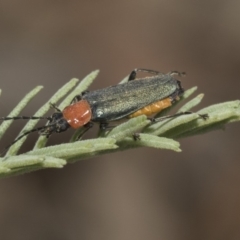 Chauliognathus tricolor (Tricolor soldier beetle) at Mulligans Flat - 21 Feb 2019 by Alison Milton
