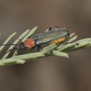 Chauliognathus tricolor at Forde, ACT - 22 Feb 2019