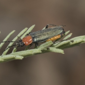 Chauliognathus tricolor at Forde, ACT - 22 Feb 2019 10:34 AM