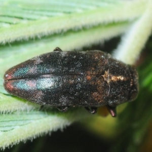 Diphucrania sp. (genus) at Weetangera, ACT - 21 Feb 2019 10:43 PM