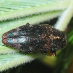 Diphucrania sp. (genus) (Jewel Beetle) at Weetangera, ACT - 21 Feb 2019 by Harrisi