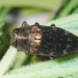 Diphucrania sp. (genus) at Weetangera, ACT - 21 Feb 2019