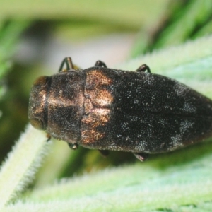 Diphucrania sp. (genus) at Weetangera, ACT - 21 Feb 2019 10:43 PM