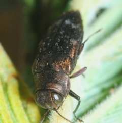 Diphucrania sp. (genus) at Weetangera, ACT - 21 Feb 2019 10:43 PM