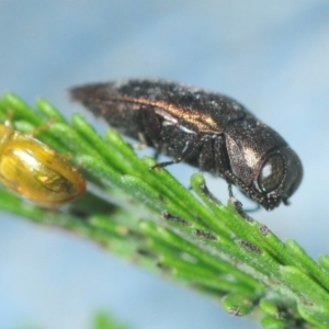 Diphucrania sp. (genus) at Weetangera, ACT - 21 Feb 2019 10:43 PM