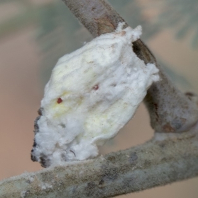 Coccidae sp. (family) (Unidentified coccid scale insect) at Mulligans Flat - 21 Feb 2019 by Alison Milton