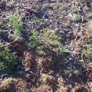 Eryngium ovinum at Ainslie, ACT - 31 Oct 2018 08:03 AM