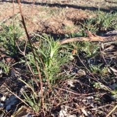 Eryngium ovinum at Ainslie, ACT - 31 Oct 2018 08:03 AM