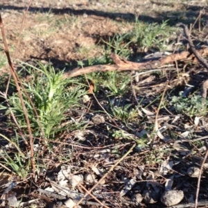 Eryngium ovinum at Ainslie, ACT - 31 Oct 2018 08:03 AM