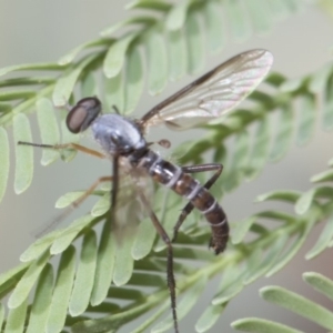 Therevidae (family) at Forde, ACT - 22 Feb 2019