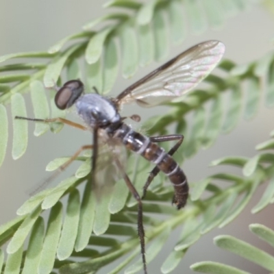 Therevidae (family) (Unidentified stiletto fly) at Mulligans Flat - 21 Feb 2019 by Alison Milton