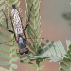 Therevidae (family) at Forde, ACT - 22 Feb 2019 10:18 AM