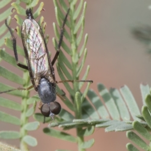 Therevidae (family) at Forde, ACT - 22 Feb 2019