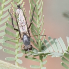 Therevidae (family) at Forde, ACT - 22 Feb 2019 10:18 AM