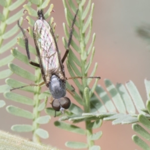 Therevidae (family) at Forde, ACT - 22 Feb 2019