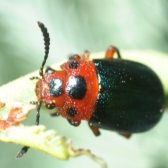 Calomela moorei (Acacia Leaf Beetle) at Hall, ACT - 19 Feb 2019 by Harrisi