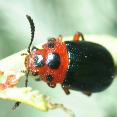 Calomela moorei (Acacia Leaf Beetle) at Hall, ACT - 19 Feb 2019 by Harrisi