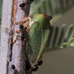 Sextius virescens (Acacia horned treehopper) at Forde, ACT - 21 Feb 2019 by AlisonMilton