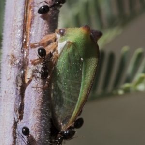 Sextius virescens at Forde, ACT - 22 Feb 2019