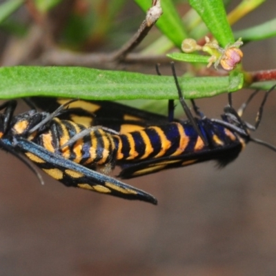 Amata (genus) (Handmaiden Moth) at Hall, ACT - 19 Feb 2019 by Harrisi