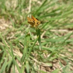 Ocybadistes walkeri (Green Grass-dart) at Ainslie, ACT - 17 Nov 2018 by JessGio