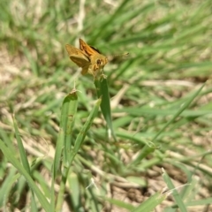 Ocybadistes walkeri at Ainslie, ACT - 17 Nov 2018