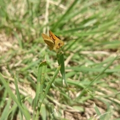 Ocybadistes walkeri at Ainslie, ACT - 17 Nov 2018