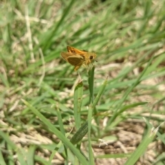 Ocybadistes walkeri at Ainslie, ACT - 17 Nov 2018