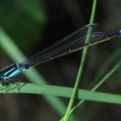 Ischnura heterosticta (Common Bluetail Damselfly) at Pine Island to Point Hut - 19 Feb 2019 by Harrisi