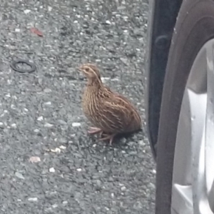 Coturnix pectoralis at Barton, ACT - 14 Dec 2018 02:59 PM