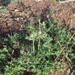 Eryngium ovinum at Ainslie, ACT - 30 Nov 2018 08:05 AM