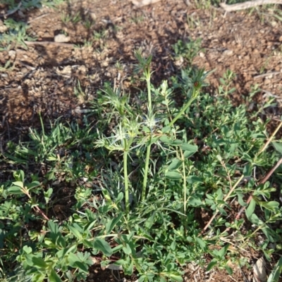 Eryngium ovinum (Blue Devil) at Ainslie, ACT - 29 Nov 2018 by JessGio