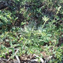 Eryngium ovinum at Ainslie, ACT - 30 Nov 2018