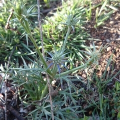 Eryngium ovinum at Ainslie, ACT - 30 Nov 2018 08:05 AM