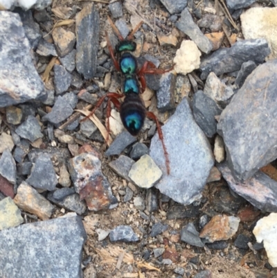 Diamma bicolor (Blue ant, Bluebottle ant) at QPRC LGA - 20 Feb 2019 by Sondu