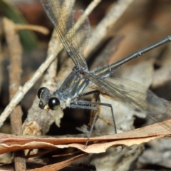 Austroargiolestes icteromelas (Common Flatwing) at Hackett, ACT - 20 Feb 2019 by Tim L