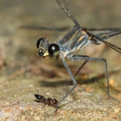 Austroargiolestes icteromelas at Hackett, ACT - 20 Feb 2019