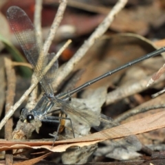 Austroargiolestes icteromelas at Hackett, ACT - 20 Feb 2019