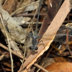 Austroargiolestes icteromelas at Hackett, ACT - 20 Feb 2019