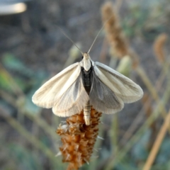 Philobota pilipes (A concealer moth) at Wandiyali-Environa Conservation Area - 22 Feb 2019 by Wandiyali