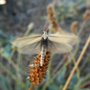 Philobota pilipes at Googong, NSW - 23 Feb 2019